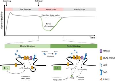 On the Involvement of BDNF Signaling in Memory Reconsolidation